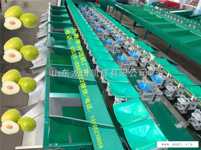多功能全自动中国台湾青枣分选机，分选青枣大小机器图1